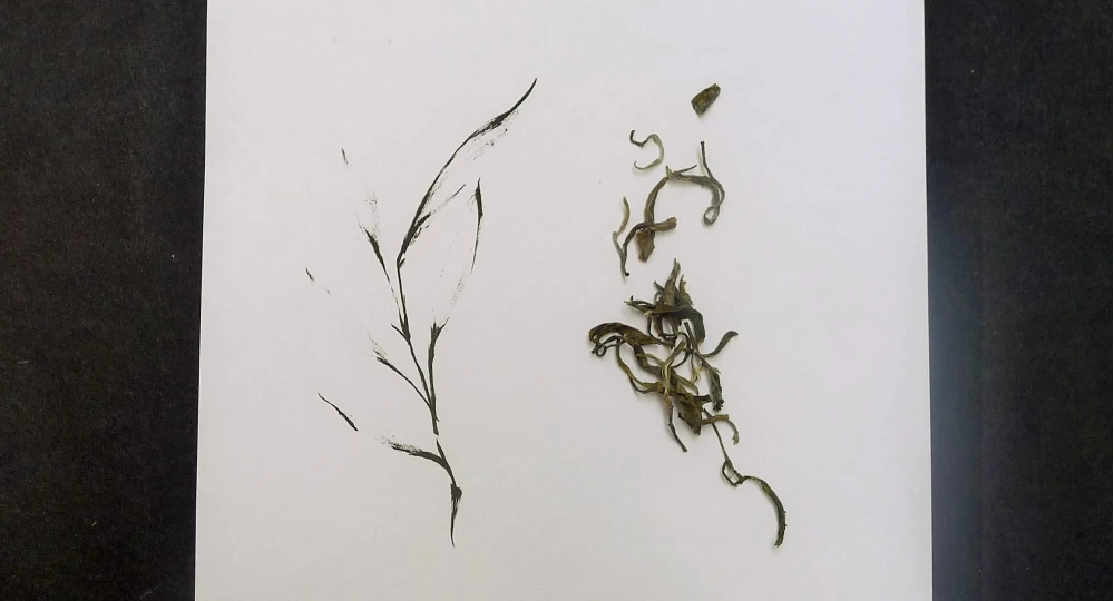 Ceai alb China, Yunnan, 25gr
